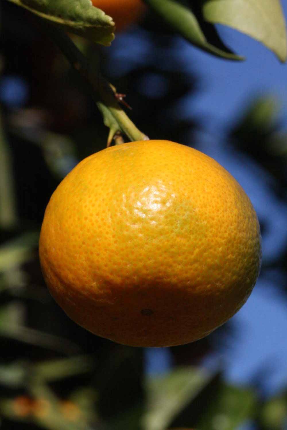            Fruit (Riverside, CA)   